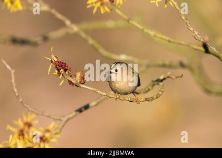 Goldwappen Regulus regulus, der im Februar in Witch-Haselbaum, Sandy, Bedfordshire, Großbritannien, thront und ruft. Stockfoto