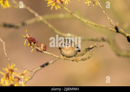 Goldcrest Regulus Regulus, thront in Hamamelis-Baum, Sandy, Bedfordshire, Großbritannien im Februar. Stockfoto