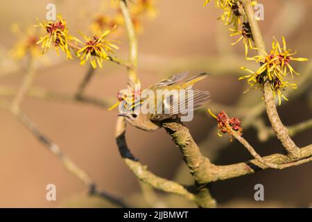 Goldwappen Regulus regulus, thront im Witch-Haselbaum, Sandy, Bedfordshire, Großbritannien, Februar Stockfoto