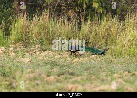 Grüner Pfauenhuhn Pavo muticus, erwachsenes Männchen, Spaziergang durch Grasland, Cát Tiên Nationalpark, Vietnam, Januar Stockfoto