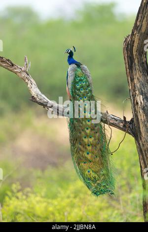 Indische Pfirsich Pavo Cristatus, ausgewachsenes Männchen, gehütet in Baumroost, Bharatpur, Rajastan, Indien, Mai Stockfoto