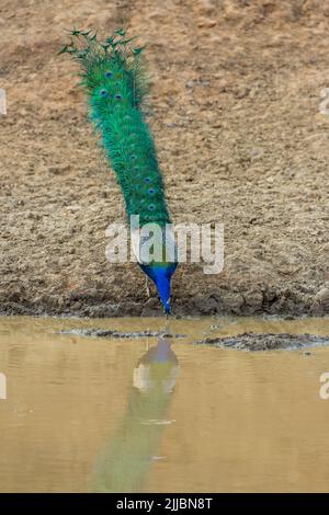 Indische Pfau Pavo cristatus, erwachsenen Mann, Trinken von Wasserloch, Kanha Nationalpark, Madhya Pradesh, Indien, Mai Stockfoto