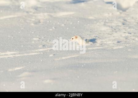 Mindestens Wiesel Mustela nivalis, Erwachsener, die sich durch Schnee, Pikla Linnumaja, Estland im Februar Stockfoto