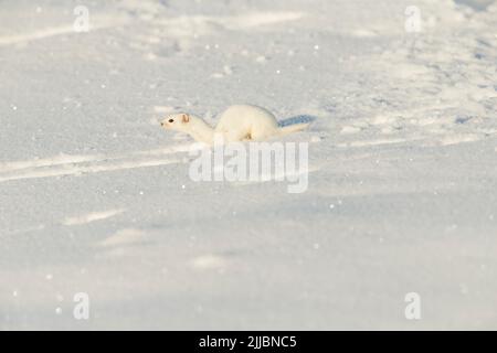 Mindestens Wiesel Mustela nivalis, Erwachsener, die sich durch Schnee, Pikla Linnumaja, Estland im Februar Stockfoto