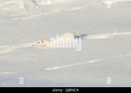 Mindestens Wiesel Mustela nivalis, Erwachsener, die sich durch Schnee, Pikla Linnumaja, Estland im Februar Stockfoto