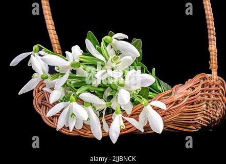 Bouquet von Frühlingsschneeglöckchen in einem Korb auf schwarzem Hintergrund Stockfoto