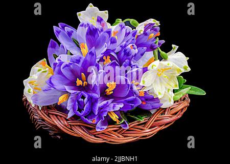 Bouquet von Frühlingsschneeglöckchen in einem Korb auf schwarzem Hintergrund Stockfoto