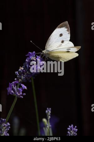 Weibliche große Kohl weißen Schmetterling Pieris brassicae auf Lavendel Stockfoto