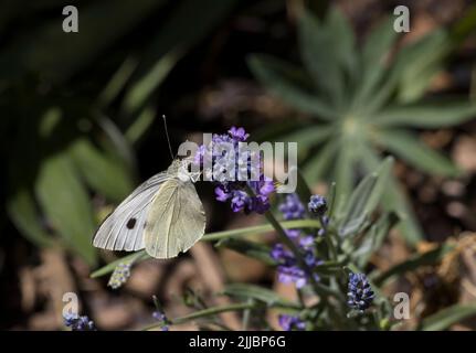 Weibliche große Kohl weißen Schmetterling Pieris brassicae auf Lavendel Stockfoto