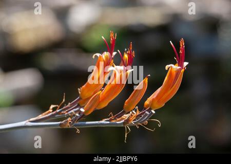 Neuseeländischer Flachs, Phormium-Tenax Stockfoto