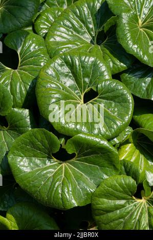 Blätter Der Riesigen Leopardenpflanze, Ligularia Tussilaginea Gigantea, Farfugium Japonicum Stockfoto