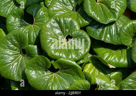 Blätter Der Riesigen Leopardenpflanze, Ligularia Tussilaginea Gigantea, Farfugium Japonicum Stockfoto