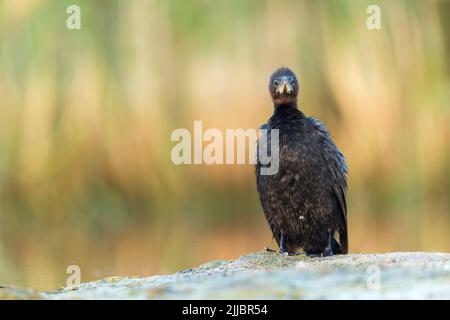 Pygmy cormorant Microcarbo pygmeus, Erwachsene, Profil, Tiszaalpár, Ungarn im Juli. Stockfoto