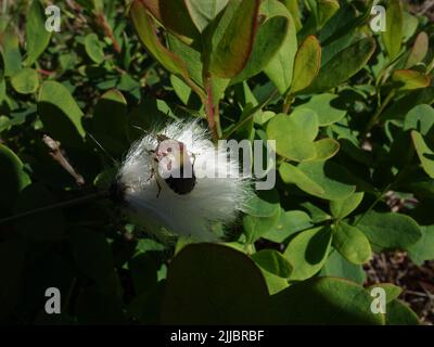 Shieldbug, Dolycoris baccarum, sitzt im Frühsommer auf Baumwollgras. Larkollen, Norwegen. Stockfoto