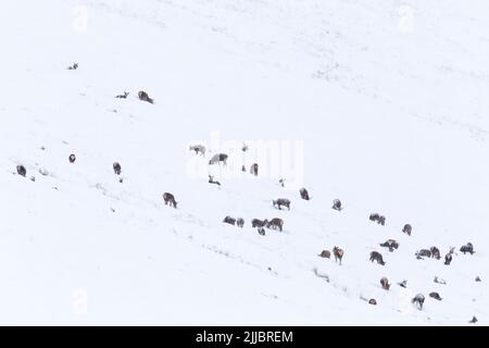 Rothirsch Cervus Elaphus, Nahrungssuche auf steilen, Schnee bedeckte Hügel, Strathdearn, Highlands, UK im Februar. Stockfoto