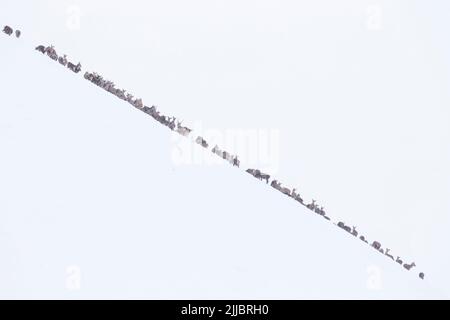 Rothirsch Cervus Elaphus, Nahrungssuche auf steilen, Schnee bedeckte Hügel, Strathdearn, Highlands, UK im Februar. Stockfoto