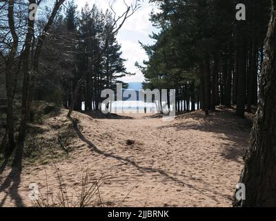 Blick durch die Pinien über die Sanddünen am Loch Morlich zu den Cairngorm Mountains in der Ferne. Paar läuft mit einem Hund. Stockfoto