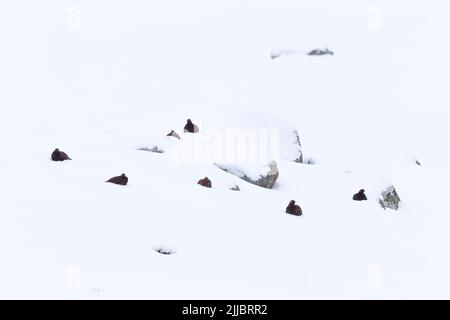 Rothuhn Lagopus lagopus scotica, covey, im Februar im Schnee begraben, Strathdearn, Highlands, Großbritannien. Stockfoto