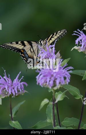 Östlicher Tiger Schwalbenschwanzschmetterling an der Balsam-Blüte Stockfoto