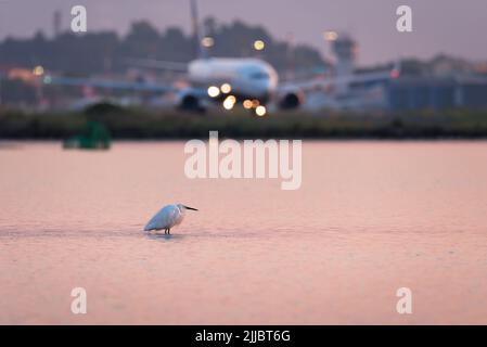 Schöner weißer Reiher oder kleiner Reiher, der im rosa Sonnenaufgangswasser der Meeresbucht mit Flugzeug im Hintergrund steht Stockfoto