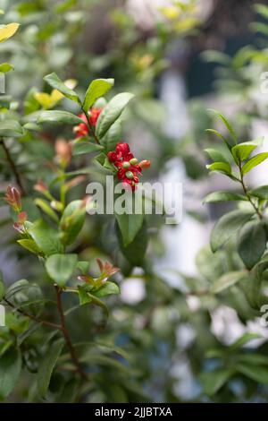 Nahaufnahme der Ochna kirkii- oder Mickey-Maus-Pflanze. Stockfoto