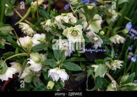 Helleborus orientalis im Frühling blüht die DoppelEllen White im Garten Stockfoto