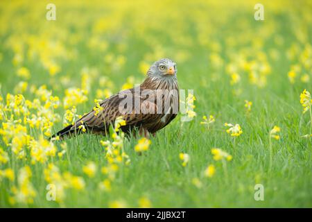Milvus milvus (Gefangener), erwachsenes Weibchen, unter Wildblumen, Hawk Conservancy Trust, Andover, Hampshire, Großbritannien, April Stockfoto