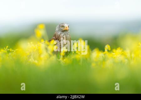 Milvus milvus (Gefangener), erwachsenes Weibchen, unter Wildblumen, Hawk Conservancy Trust, Andover, Hampshire, Großbritannien, April Stockfoto