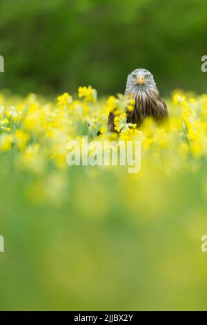 Milvus milvus (Gefangener), erwachsenes Weibchen, unter Wildblumen, Hawk Conservancy Trust, Andover, Hampshire, Großbritannien, April Stockfoto