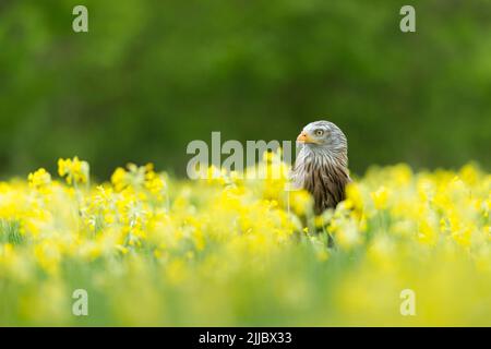 Milvus milvus (Gefangener), erwachsenes Weibchen, unter Wildblumen, Hawk Conservancy Trust, Andover, Hampshire, Großbritannien, April Stockfoto