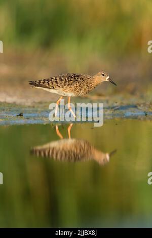 Ruff Philomachus pugnax, in der flachen Lagune, Tisaalpár, Ungarn im Juli. Stockfoto