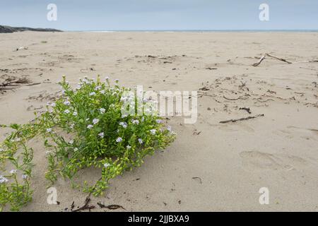 Meeresrakete Cakile maritima, wächst am Sandstrand, Machir Bay, Islay, Schottland, September Stockfoto