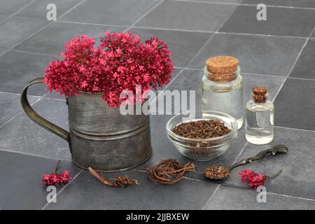 Vorbereitung der Baldrian-Pflanze mit Adaptogen-Wurzel, Blumen und Ölflaschen. Wird in der Kräutermedizin zur Behandlung von Schlaflosigkeit, Angst, Kopfschmerzen, Verdauung verwendet Stockfoto