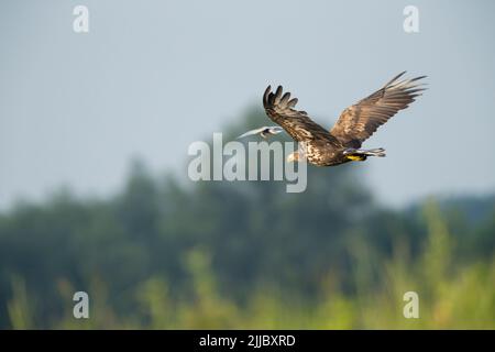 Seeadler Haliaeetus albicilla, im Flug, von einer geflüsterten Seeschwalbe, Tiszaalpár, Ungarn im Juli. Stockfoto