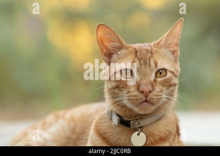 Nahaufnahme eines Ingwer-Kätzchens. Stockfoto