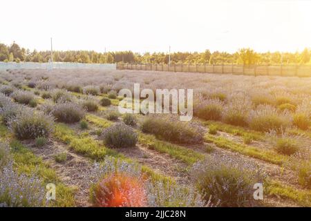 Blumen in den Lavendelfeldern der Provence. Lavendel Stockfoto