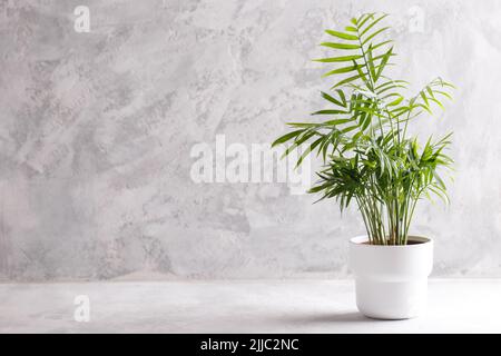 Kleiner moderner Blumentopf mit Areca-Palme auf dem grauen Steinhintergrund minimalistisches Innendesign Stockfoto