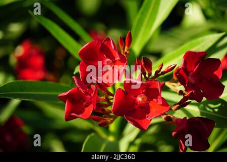 Blumenstrauß und Knospen auf einem roten Oleanderbaum an einem sonnigen Sommertag Stockfoto