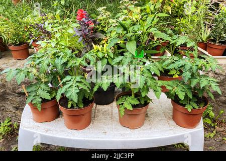 Tomatensträucher in Töpfen stehen zum Verkauf. Tomaten und Paprika Sämlinge in Behältern im Gartengeschäft im Frühjahr zu verkaufen. Stockfoto