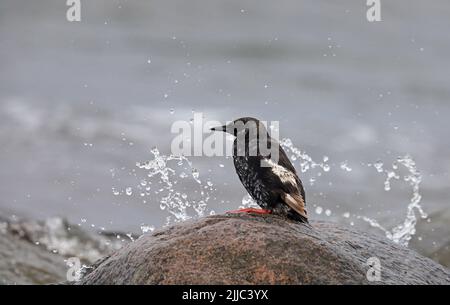 Schwarzer Guillemot, Cepphus-Grütze, ruhend am Ufer Stockfoto