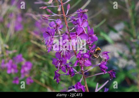 Wilde Blumen in den Bergen, aufgenommen in Andorra Stockfoto