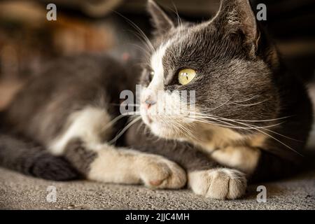 Cute Grey Domestic Cat schlafen auf dem Boden - Domestic Cat Portrait Nahaufnahme Stockfoto