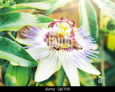 Die Bienenfamilie sammelt Nektar aus der Blüte. Insektenleben in freier Wildbahn. Saisonale Honigproduktion. Helle Sommer Postkartenarbeit. Nahaufnahme. Stockfoto