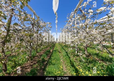 Blühende junge Apfelbüsche auf grünem Gras mit gelben Löwenzahnen, geöffnet unter einem Baldachin in Richtung Frühlingssonne und blauem Himmel, Val di Non, Trentino Stockfoto