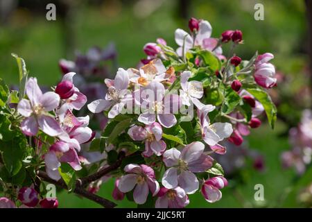 Frische, zarte rosa-weiße, geöffnete Blüten und Knospen eines Apfelbaums auf einem Zweig mit grünen Blättern Stockfoto