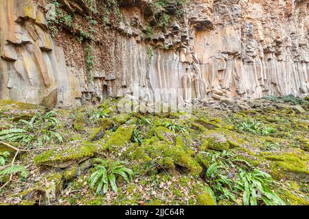 Basaltische Säulen in Sant Joan Les Fonts, Naturpark des Vulkangebiets La Garrotxa, Girona, Spanien Stockfoto