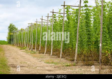 Hopfengarten in Kent, England - Hopfenreben, die hohe Kastanienbäume aufwachsen Stockfoto