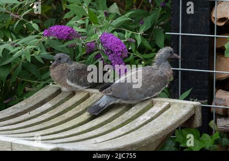 Zwei junge Tauben auf einer Holzbank und rosa Blumen als Hintergrund in einem Garten Stockfoto