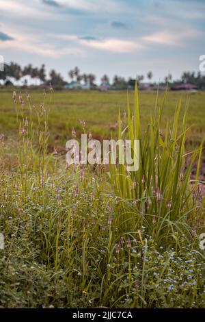 Die schöne Aussicht auf Penang, Balik Pulau. Grünes Reisfeld im Juli. Stockfoto