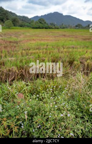 Die schöne Aussicht auf Penang, Balik Pulau. Grünes Reisfeld im Juli. Stockfoto